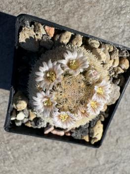 Preview: Mammillaria neobertrandiana